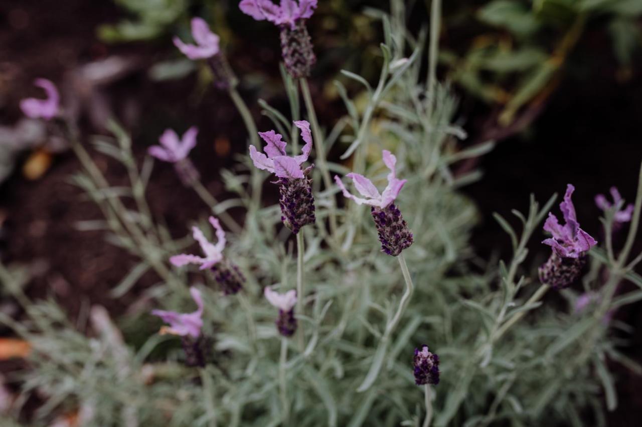 Bicheno Gardens Βίλα Εξωτερικό φωτογραφία